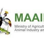 MAAIF-logo