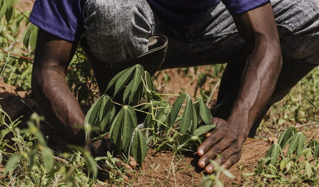 countryside-worker-planting-out-field (1)